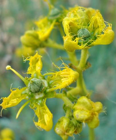 Fotografia de capa Ruta angustifolia - do Jardim Botânico