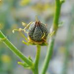 Fotografia 11 da espécie Ruta angustifolia do Jardim Botânico UTAD