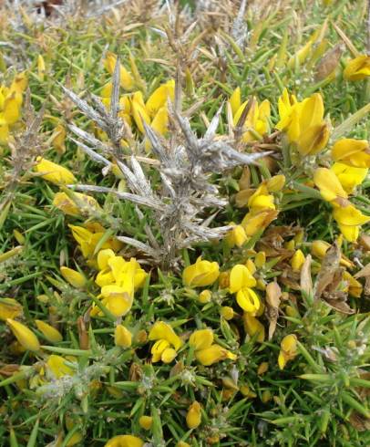 Fotografia de capa Ulex densus - do Jardim Botânico