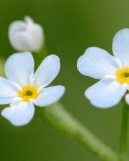 Fotografia da espécie Myosotis secunda