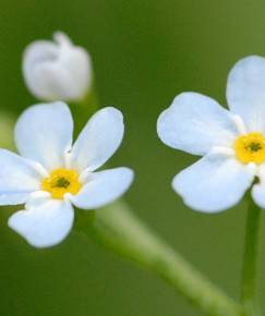 Fotografia da espécie Myosotis secunda