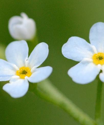 Fotografia de capa Myosotis secunda - do Jardim Botânico