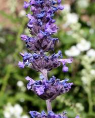 Fotografia da espécie Nepeta coerulea