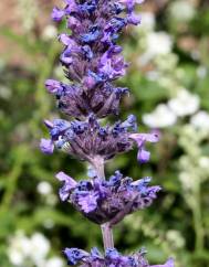 Nepeta coerulea