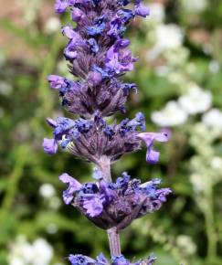 Fotografia da espécie Nepeta coerulea