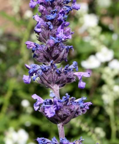 Fotografia de capa Nepeta coerulea - do Jardim Botânico