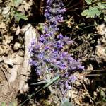 Fotografia 7 da espécie Nepeta coerulea do Jardim Botânico UTAD