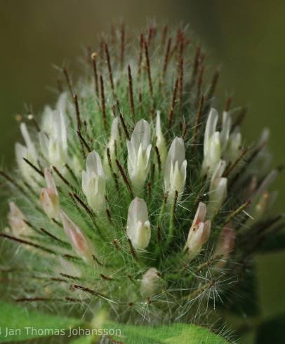 Fotografia de capa Trifolium diffusum - do Jardim Botânico