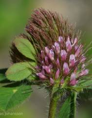 Trifolium ligusticum