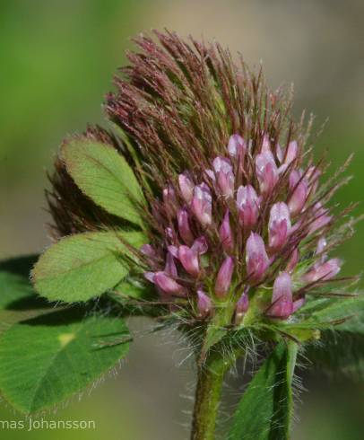 Fotografia de capa Trifolium ligusticum - do Jardim Botânico