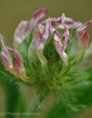 Trifolium leucanthum