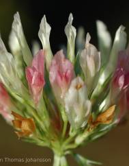 Trifolium michelianum