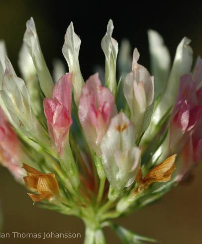 Fotografia de capa Trifolium michelianum - do Jardim Botânico