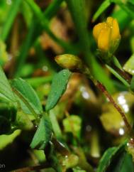 Trifolium micranthum