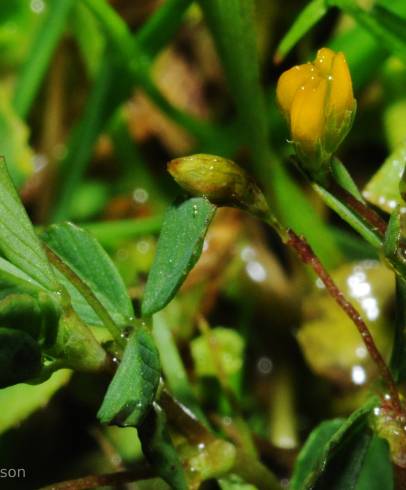 Fotografia de capa Trifolium micranthum - do Jardim Botânico