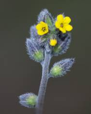 Fotografia da espécie Myosotis discolor subesp. balbisiana