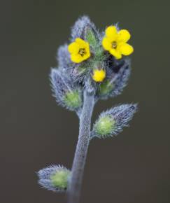 Fotografia da espécie Myosotis discolor