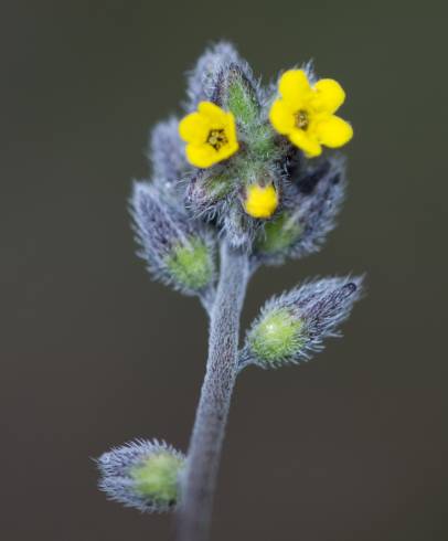 Fotografia de capa Myosotis discolor subesp. balbisiana - do Jardim Botânico