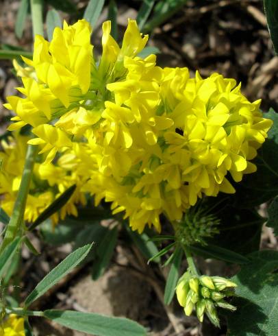 Fotografia de capa Medicago falcata - do Jardim Botânico