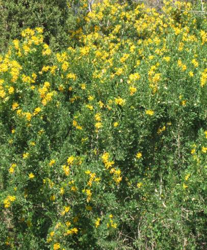 Fotografia de capa Medicago arborea - do Jardim Botânico