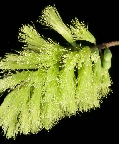 Fotografia de capa Paraserianthes lophantha - do Jardim Botânico