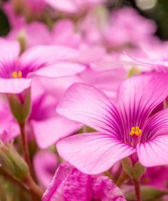 Fotografia da espécie Oxalis articulata