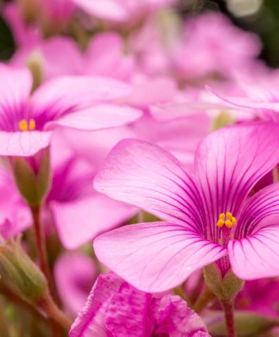 Fotografia de capa Oxalis articulata - do Jardim Botânico