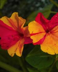 Fotografia da espécie Mirabilis jalapa