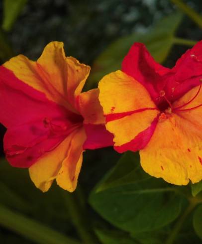 Fotografia de capa Mirabilis jalapa - do Jardim Botânico