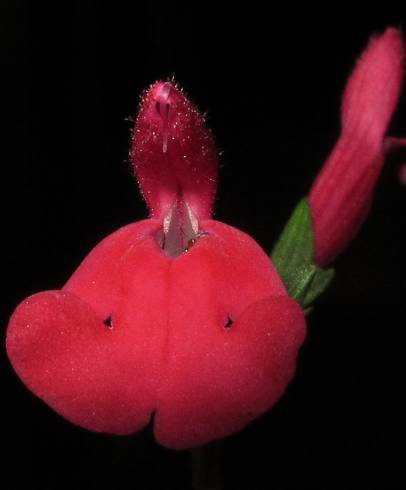 Fotografia de capa Salvia greggii - do Jardim Botânico