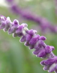 Salvia leucantha