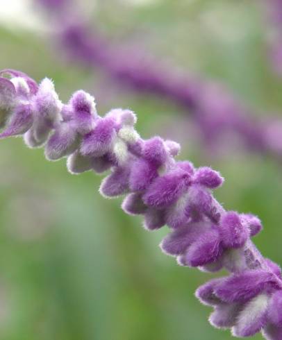 Fotografia de capa Salvia leucantha - do Jardim Botânico