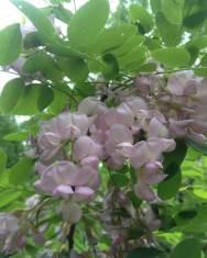 Fotografia da espécie Robinia hispida