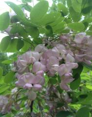 Robinia hispida