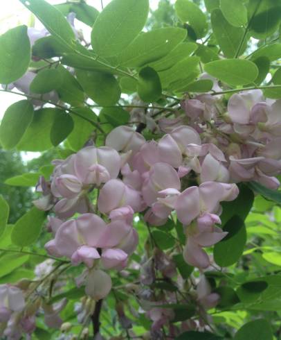 Fotografia de capa Robinia hispida - do Jardim Botânico