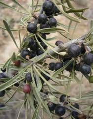 Rhamnus lycioides subesp. oleoides