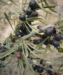 Fotografia da espécie Rhamnus lycioides