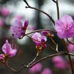 Fotografia 5 da espécie Rhododendron mucronulatum do Jardim Botânico UTAD