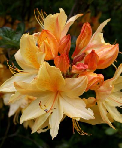 Fotografia de capa Rhododendron kaempferi - do Jardim Botânico