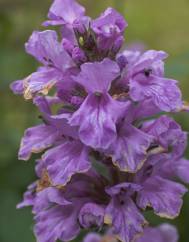 Salvia uliginosa