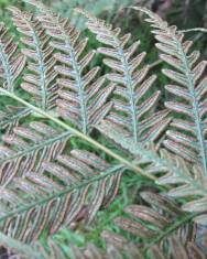 Fotografia da espécie Pteris vittata