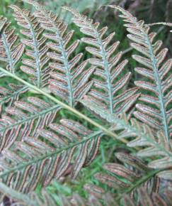 Fotografia da espécie Pteris vittata