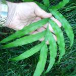 Fotografia 6 da espécie Pteris umbrosa do Jardim Botânico UTAD