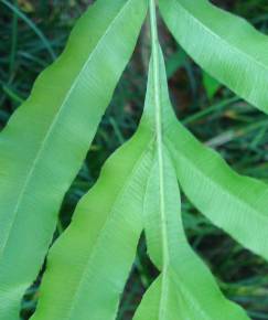 Fotografia da espécie Pteris umbrosa