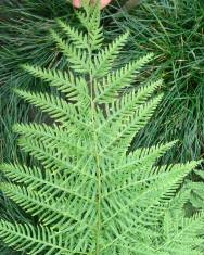 Fotografia da espécie Pteris dentata