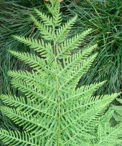 Fotografia da espécie Pteris dentata