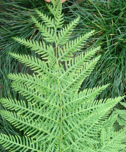 Fotografia de capa Pteris dentata - do Jardim Botânico