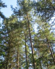 Fotografia da espécie Pseudotsuga menziesii var. menziesii