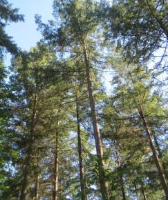 Fotografia da espécie Pseudotsuga menziesii