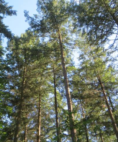 Fotografia de capa Pseudotsuga menziesii var. menziesii - do Jardim Botânico